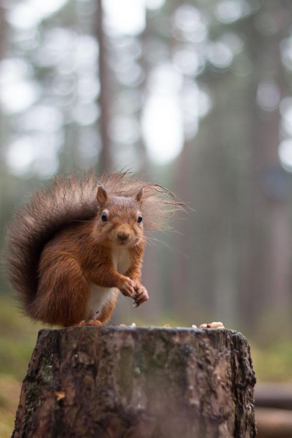 Cairngorm Bothies Villa อะบอยน์ ภายนอก รูปภาพ